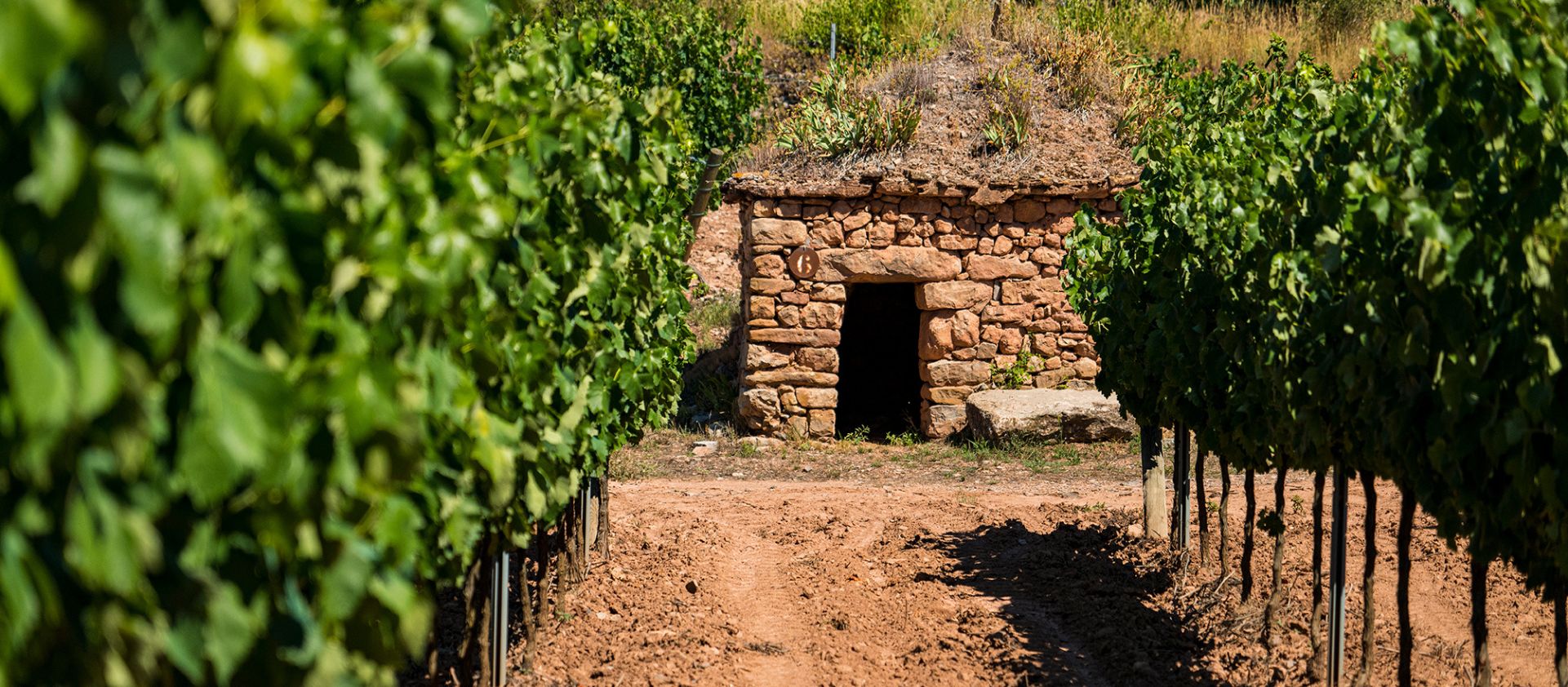Explora el millor dels vins ecològics. Qualitat i consciència ambiental per menys de 10€