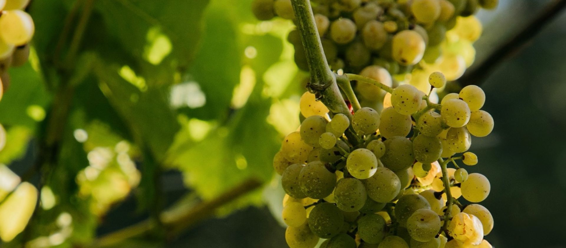 Diferencias entre las principales Denominaciones de Origen catalanas