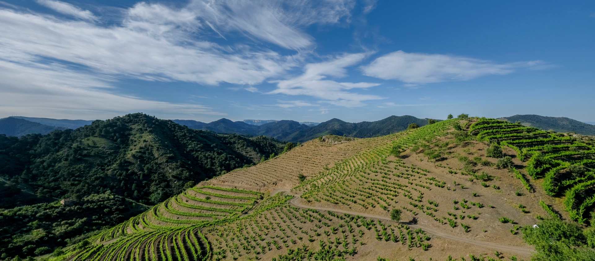 Enoturismo en Cataluña: 11 DO, 300 bodegas ¡y mucho más!