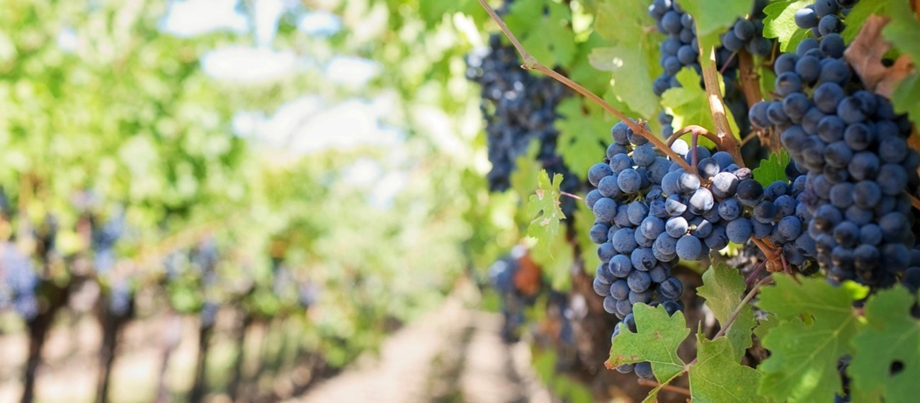 Penedès hace historia: la primera DO del mundo 100% ecológica