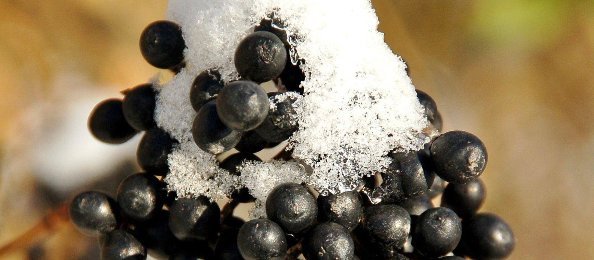 ¿Qué es el vino de hielo?