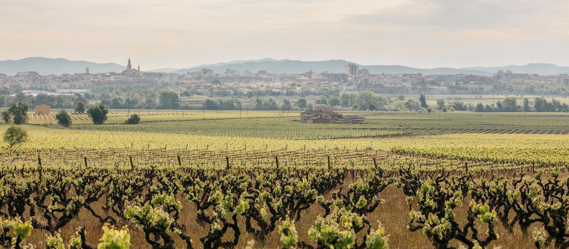 Viaje por las regiones vinícolas de España