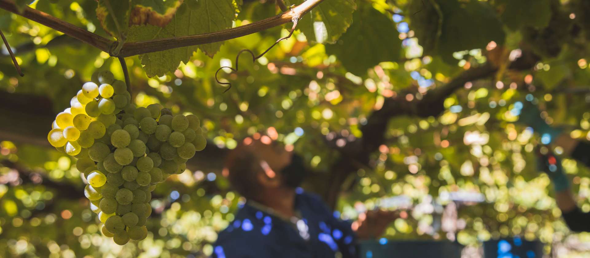 Vinos albariño: frescos, cítricos y afrutados