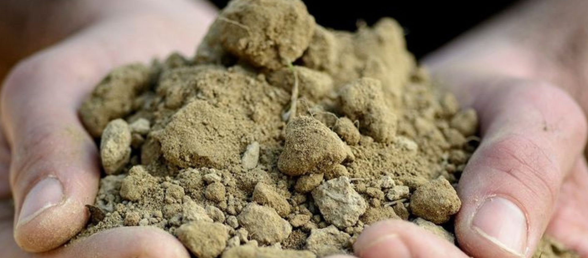 ¿Cómo afecta el clima a las uvas y al vino?