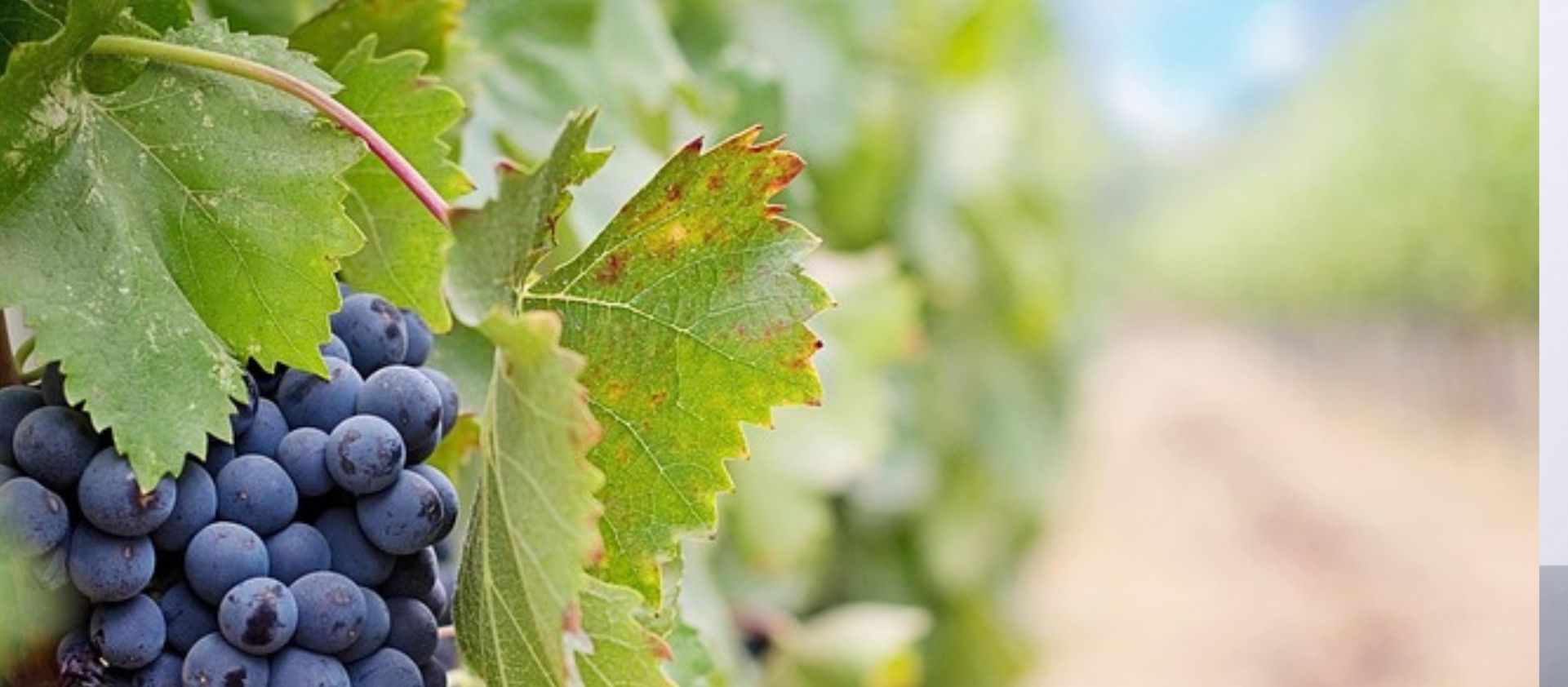 Vinos de proximidad: apuesta por el producto local