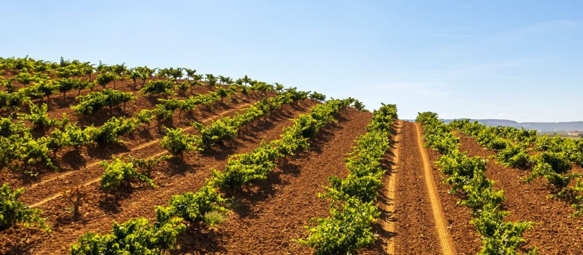 Descubre las denominaciones de origen de vinos en España: tradición y calidad