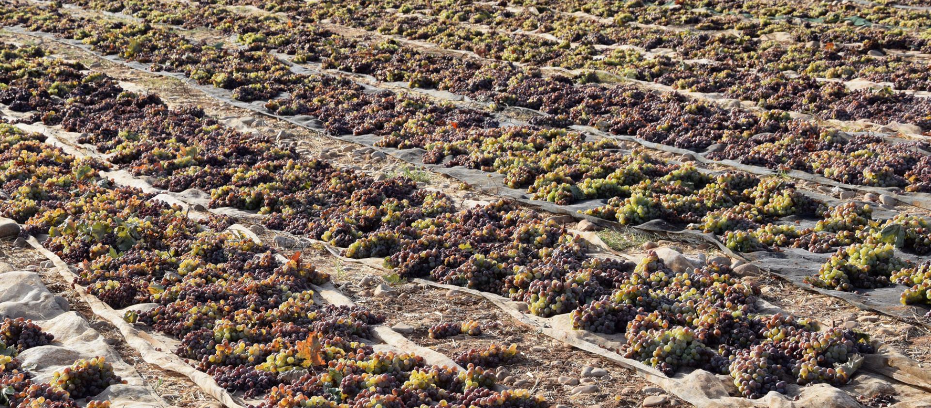 Los vinos de Jerez. Como simplificar una extraordinaria complejidad
