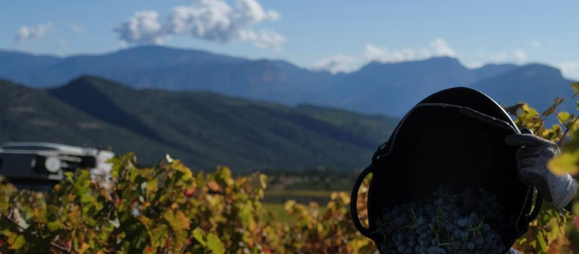 Vins d’alçada: quan la vinya toca el cel